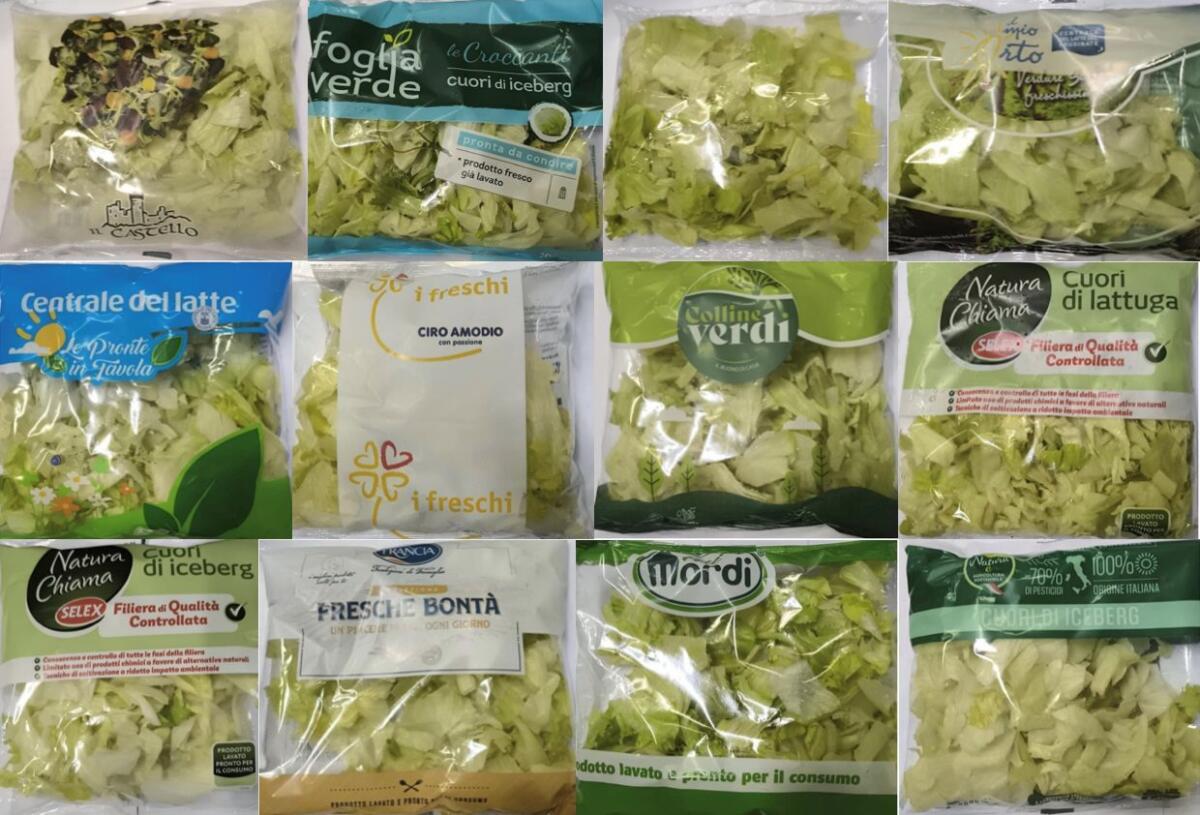 ALLERTA SALUTE: MAXI RITIRO DI INSALATA ICEBERG E LATTUGA PER RISCHIO LISTERIA – LISTA COMPLETA DEI PRODOTTI INTERESSATI - 