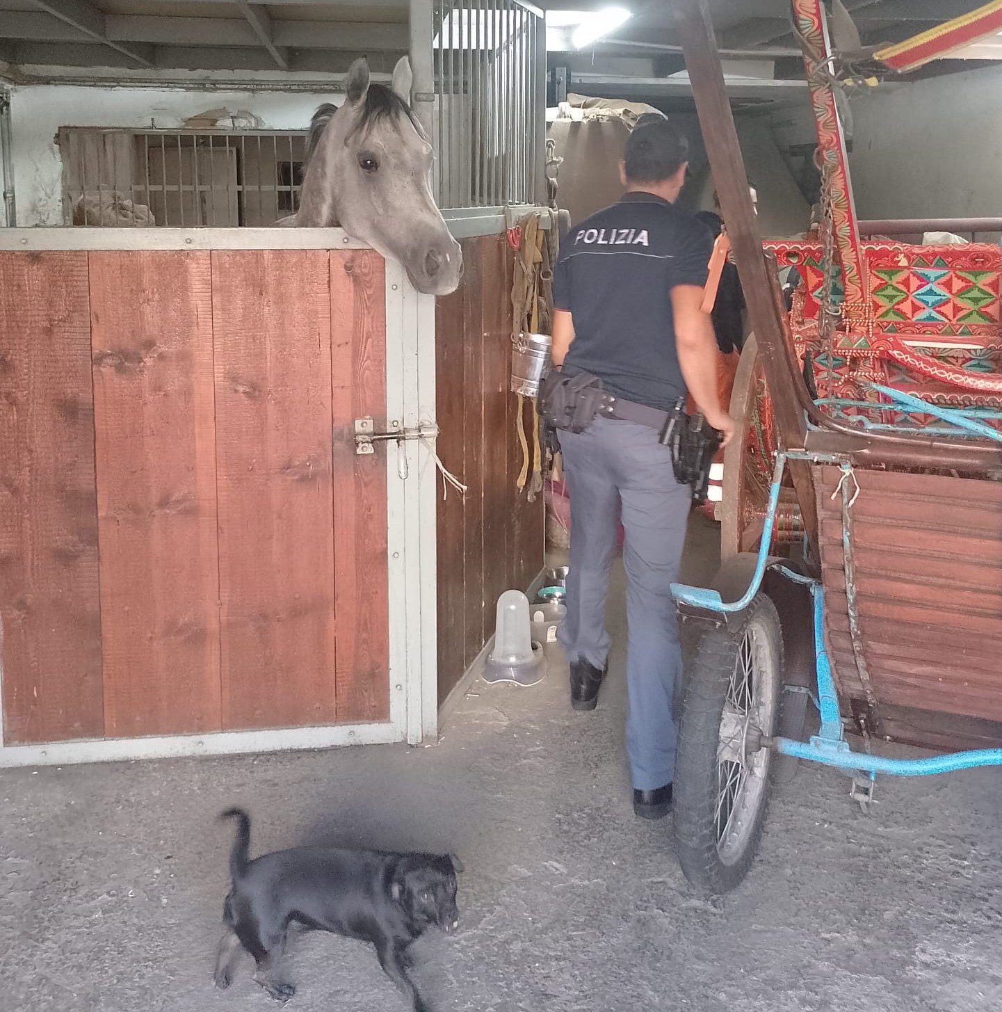 UN CAVALLO NEL GARAGE, 42ENNE DI ACIREALE DENUNCIATO PER MALTRATTAMENTO DI ANIMALI E SANZIONATO PER 9 MILA EURO