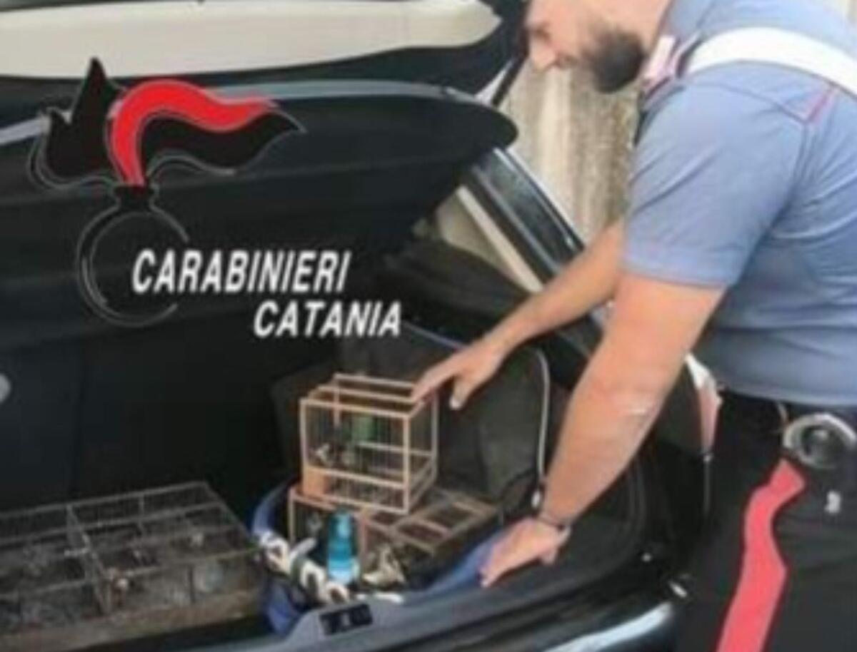 ACI CATENA. TRASPORTAVA IN MACCHINA 9 GABBIE PIENE DI CARDELLINI DI SPECIE PROTETTA: DENUNCIATO DAI CARABINIERI. - 