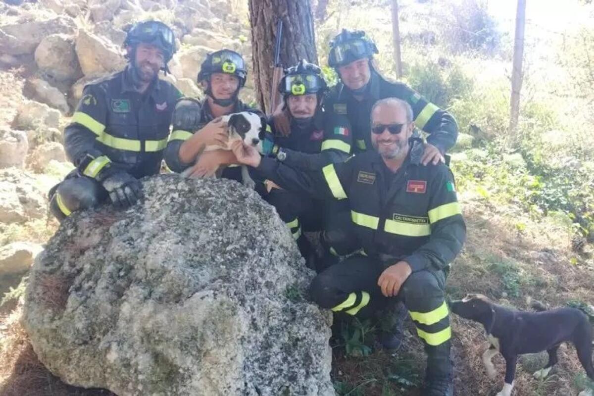 CAGNOLINO BLOCCATO SOTTO UNA ROCCIA INSEGUENDO UN CONIGLIO: VIGILI DEL FUOCO DI CALTANISSETTA LO SALVANO - 