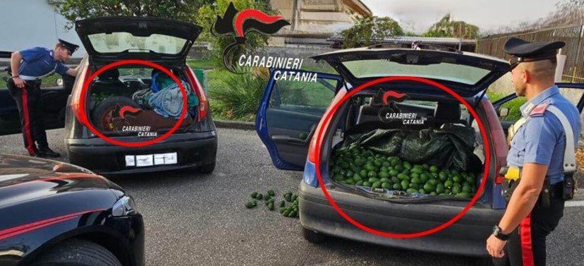 TRE PATERNESI IN FUGA CON 700 KG DI AVOCADO RUBATI: I CARABINIERI LI BLOCCANO E DENUNCIANO - 