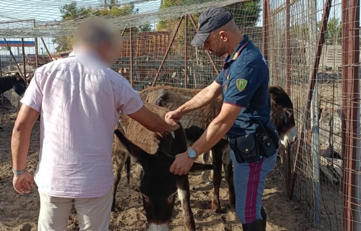 CATANIA. POLIZIA SCOPRE ALLEVAMENTO DI ASINI ABUSIVO : SANZIONI PER OLTRE 7.800 EURO - 