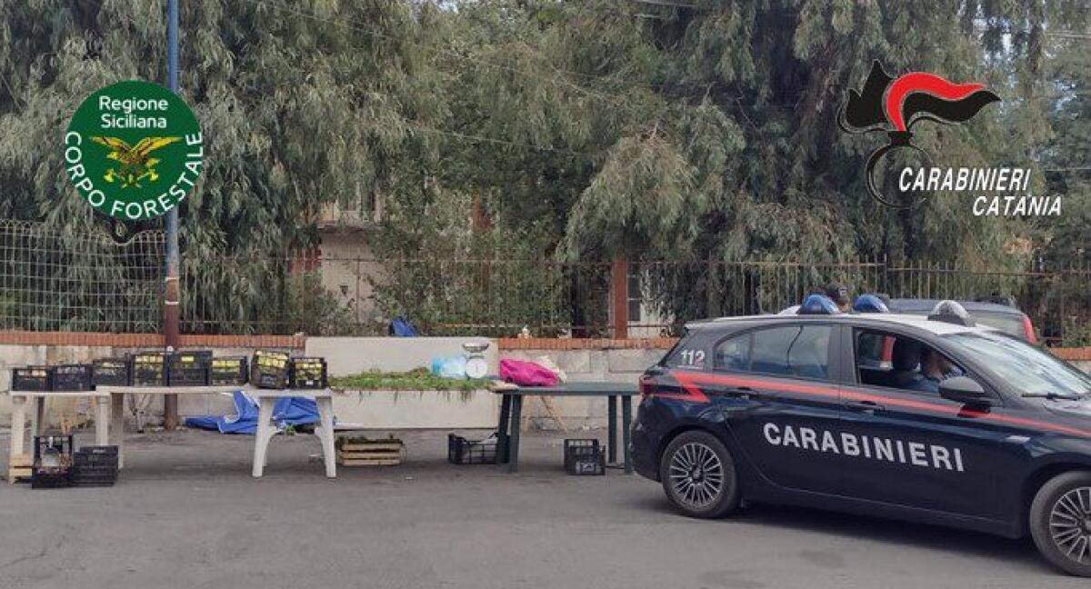 PEDARA. FORMAGGI, FUNGHI E UOVA CONSERVATI MALE. DENUNCIATO UN AMBULANTE ABUSIVO - 