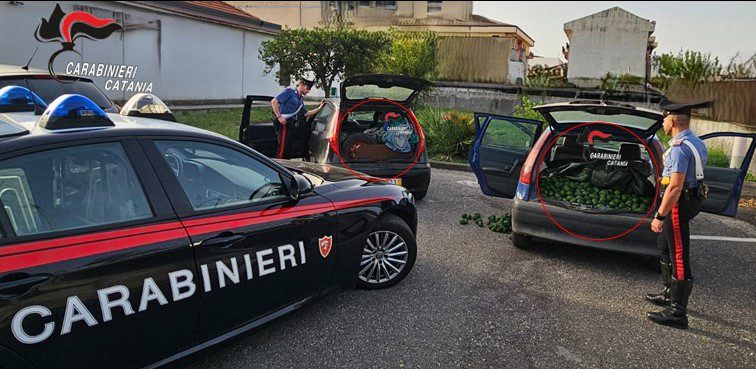 TRE PATERNESI ARRESTATI CON 700 KG DI AVOCADO RUBATI: BLOCCATI DAI CARABINIERI