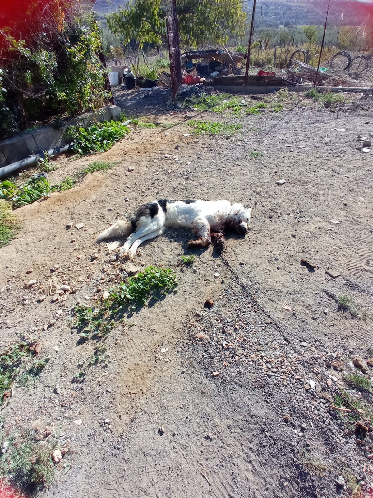 SANTA MARIA DI LICODIA. INTIMIDAZIONI A IMPRENDITORE: CASA BRUCIATA, CANI UCCISI E ULIVI ABBATTUTI