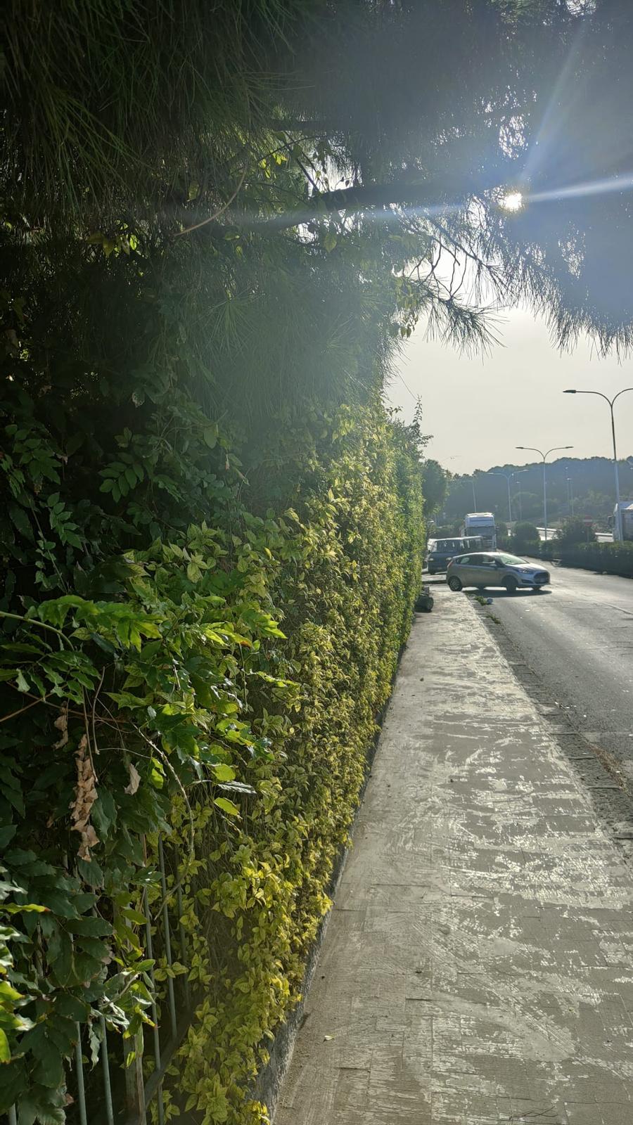 PATERNO'. INTERVENTO DELL'ASSESSORE LO FARO: TAGLIATA LA SIEPE PERICOLOSA SU CORSO ITALIA