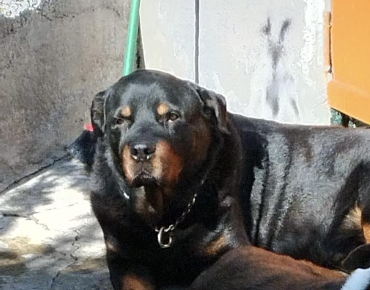 SOS ANIMALI: SMARRITO ALAN, ROTTWEILER IN ZONA CASTELLO NORMANNO - 