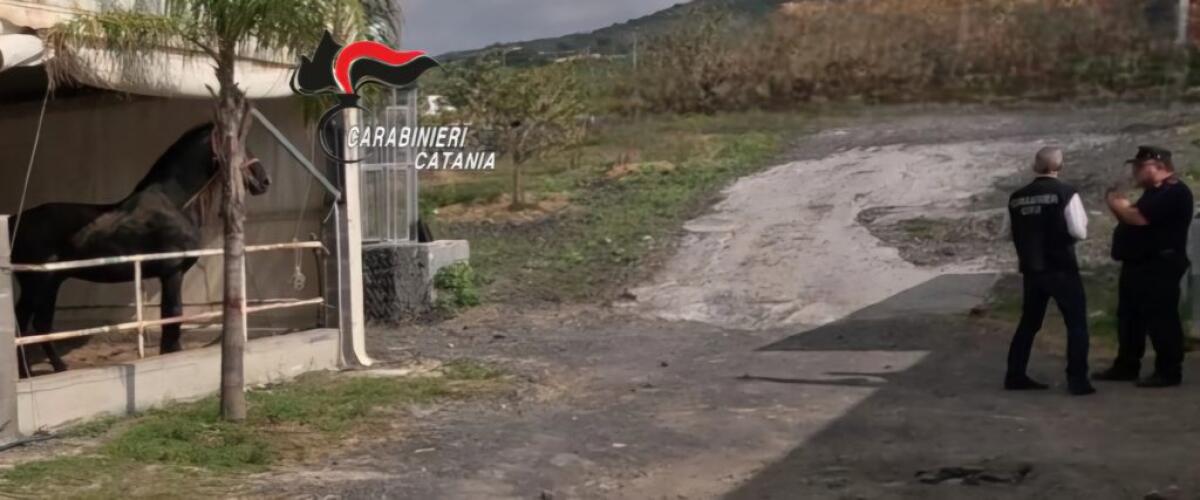 BRONTE, CONTROLLI IN UN CENTRO EQUESTRE: SEQUESTRATI 5 FABBRICATI, 18 ANIMALI E ELEVATE SANZIONI PER 60.000 EURO - 