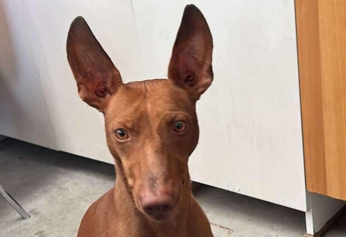 SMARRITO CIRNECO ZONA PALAZZOLO BELPASSO - 