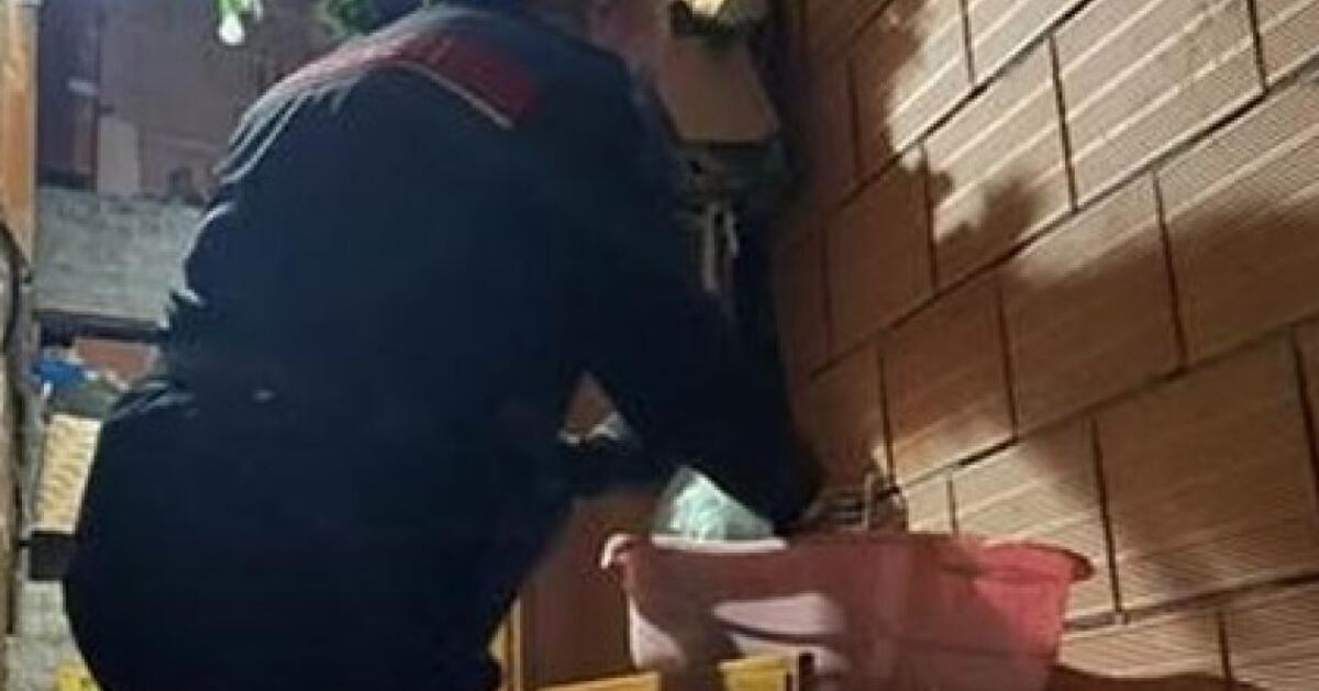 BIANCAVILLA, NASCONDEVA LA DROGA NEL SOTTOSCALA: ARRESTATO 26ENNE GRAZIE AL CANE KING - 