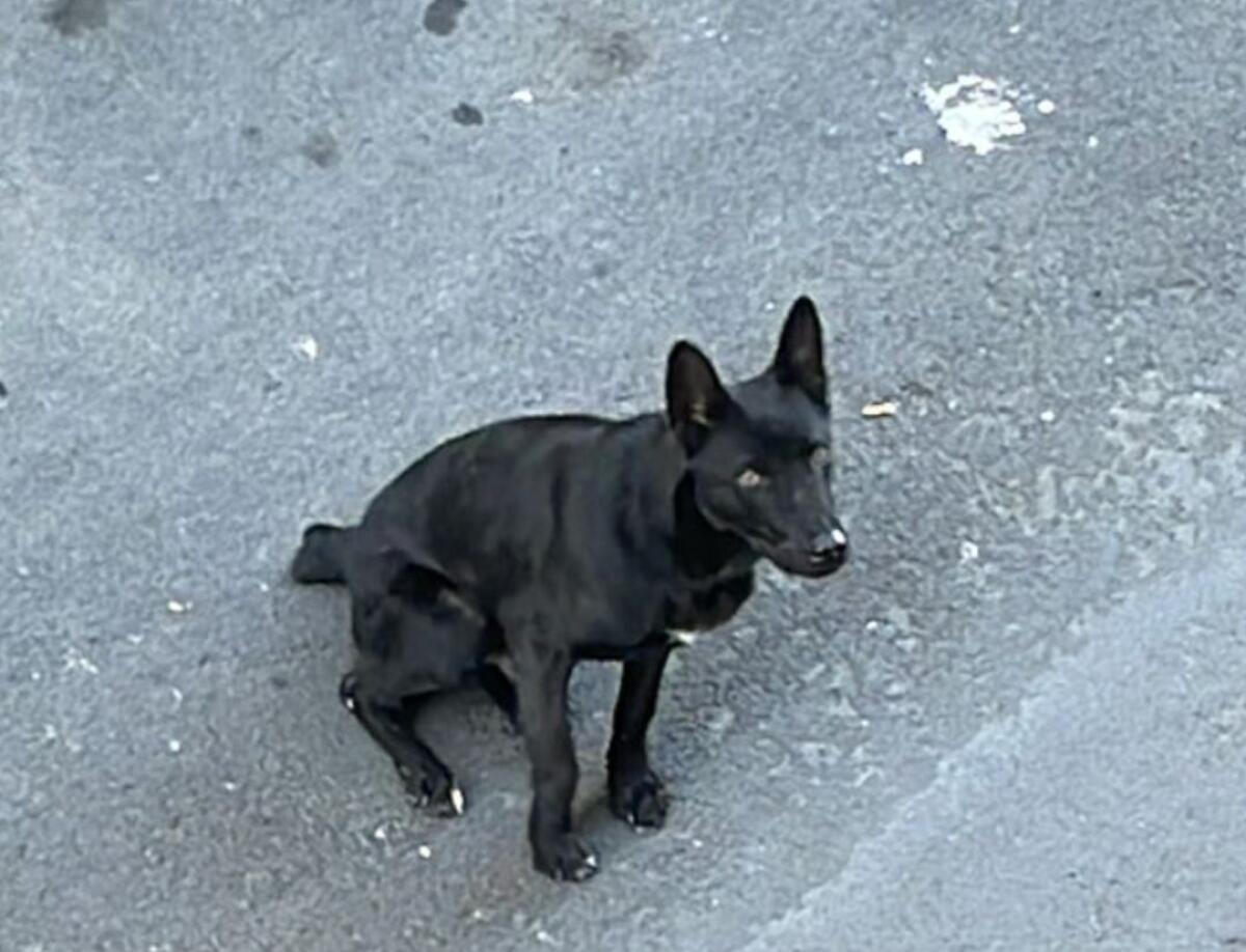 PATERNÒ, CAGNOLINO NERO SENZA CODA SMARRITO: SEGNALAZIONI IN AUMENTO, “HA BISOGNO DI AIUTO” - 