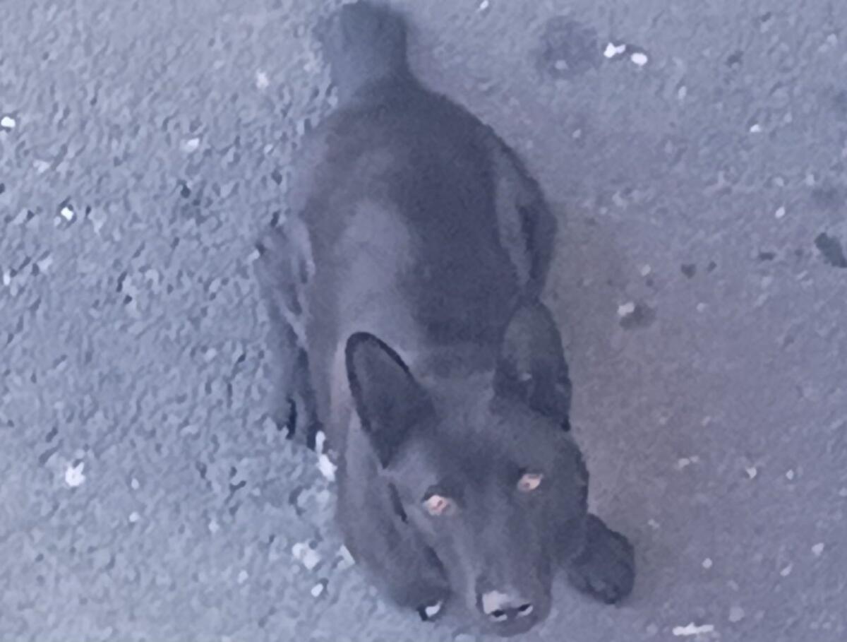 PATERNO'. CAGNOLINO SENZA CODA CERCA AIUTO: AVVISTAMENTI TRA SAN BIAGIO E CORSO SICILIA - 