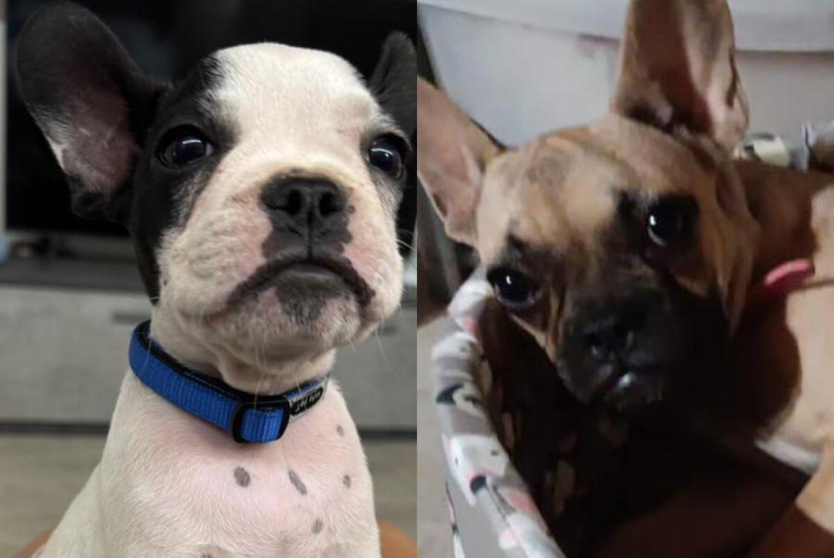 "DUE BULLDOG FRANCESI PRESI A PALAZZOLO: L'APPELLO DELLA FAMIGLIA DISPERATA" - 