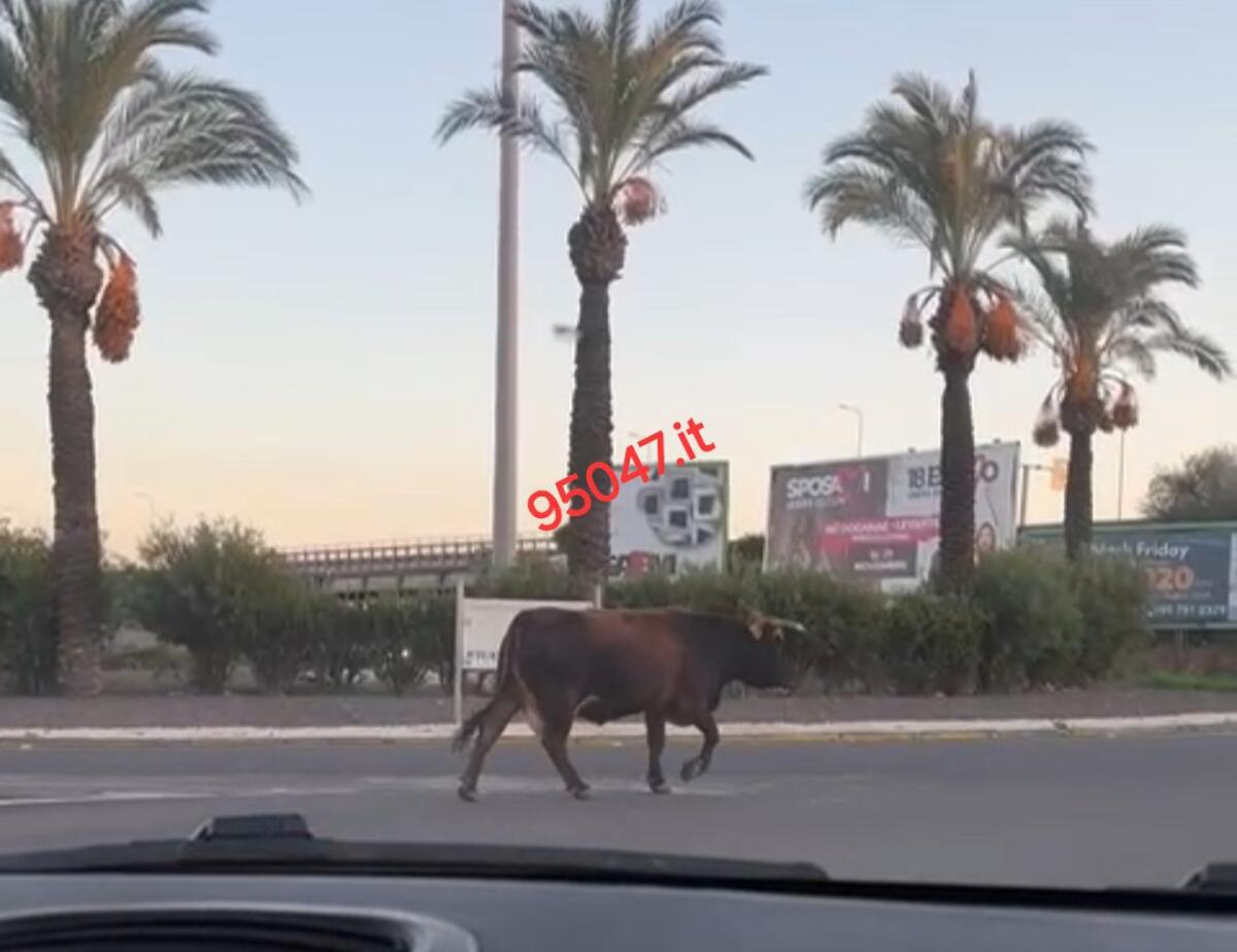 MUCCA A SPASSO NEI PRESSI DELLA ROTONDA DI VALCORRENTE: STUPORE TRA I PASSANTI  (LE FOTO) - 