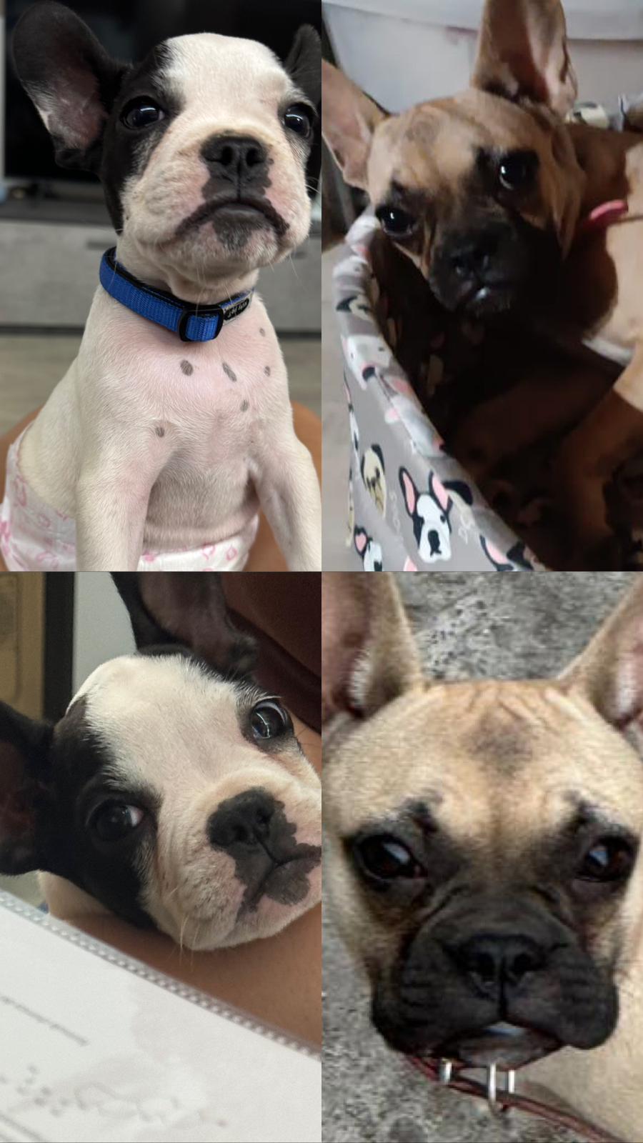 RUBRICA SOS ANIMALI: SMARRITI DUE BULLDOG FRANCESI IN ZONA PALAZZOLO: I PROPRIETARI OFFRONO RICOMPENSA