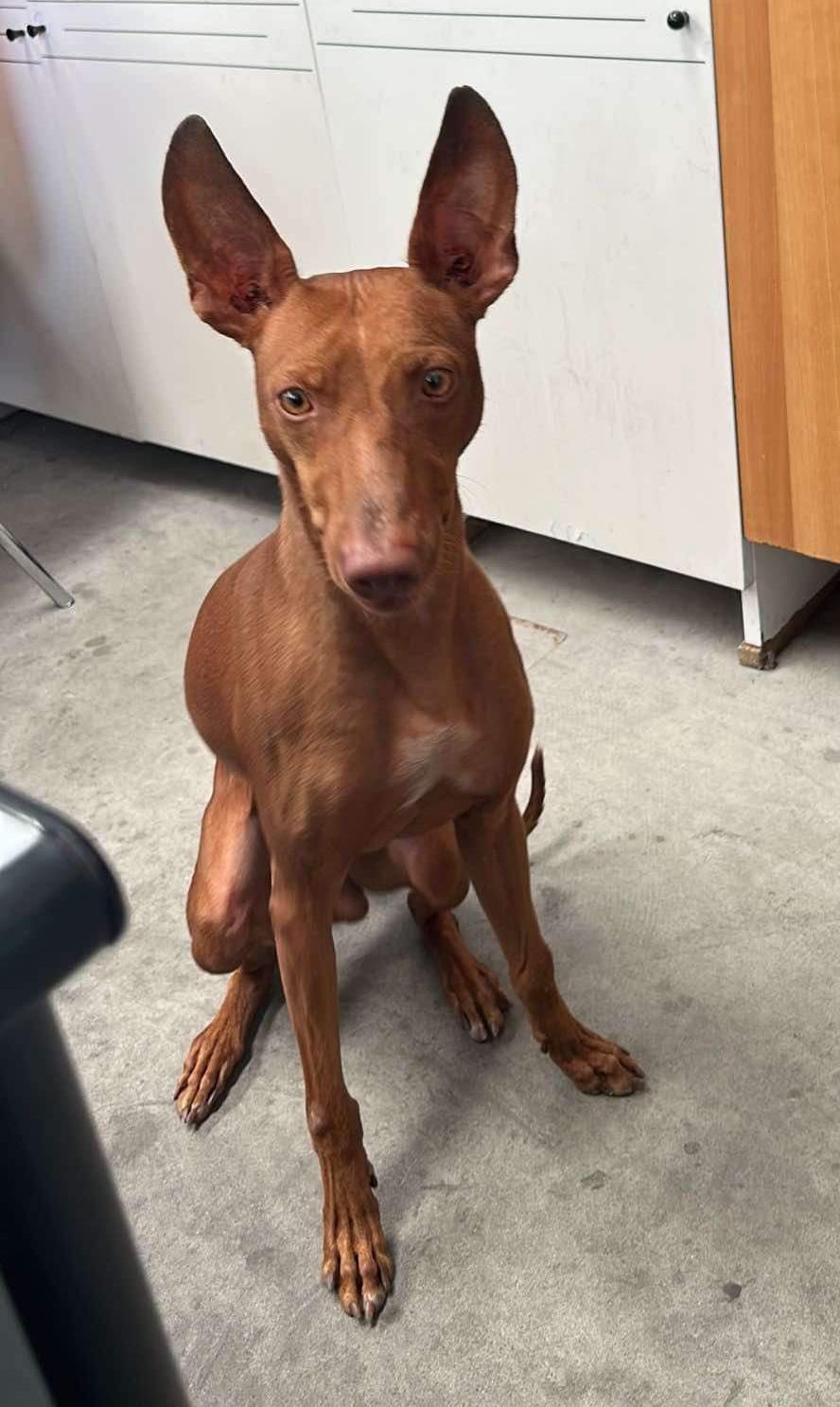 SMARRITO CIRNECO ZONA PALAZZOLO BELPASSO