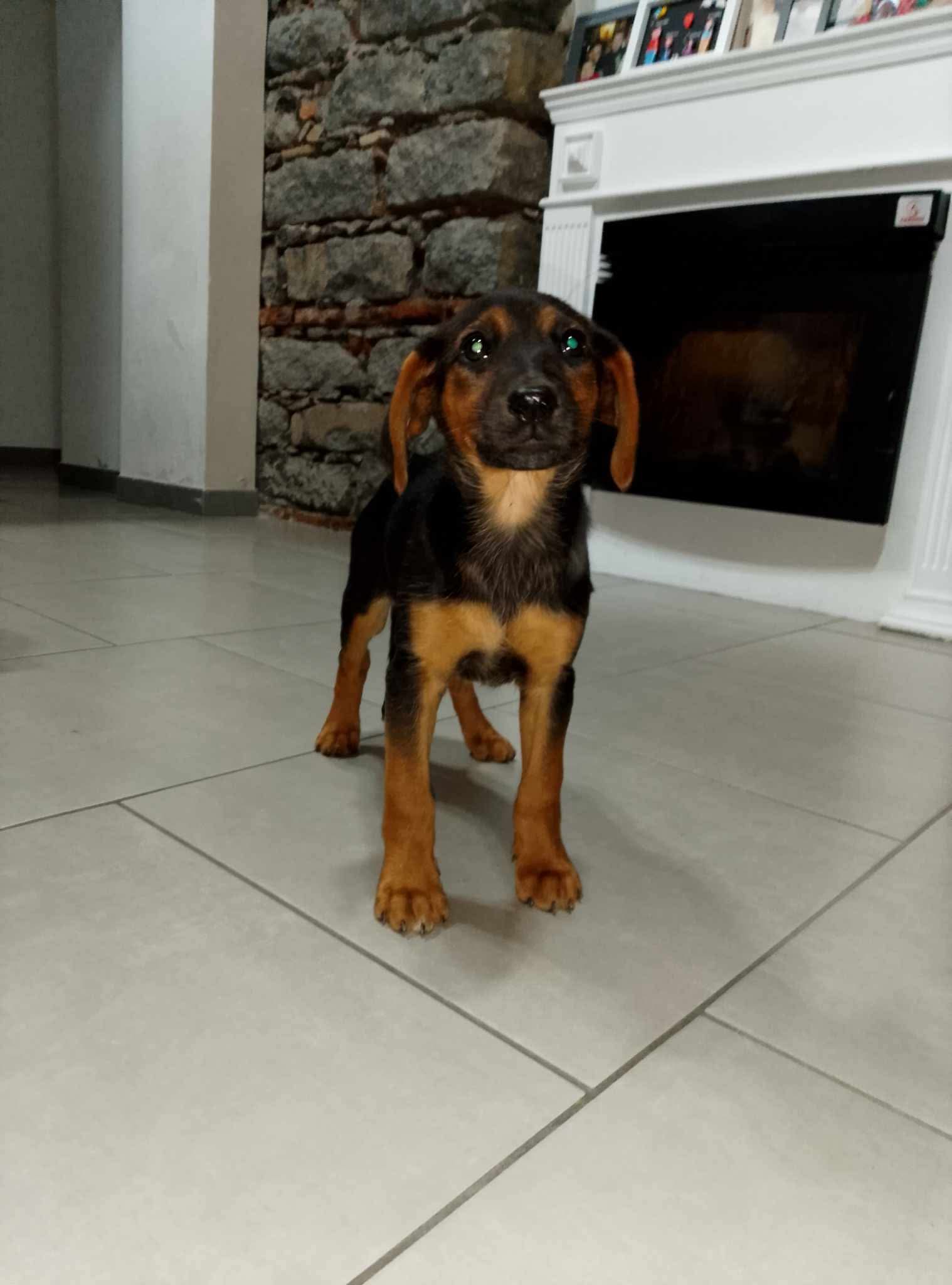 PATERNO'. CAGNOLINA TROVATA TRA VIA NICOLOSI E CIRCUMVALLAZIONE: AIUTIAMO A RITROVARNE I PROPRIETARI