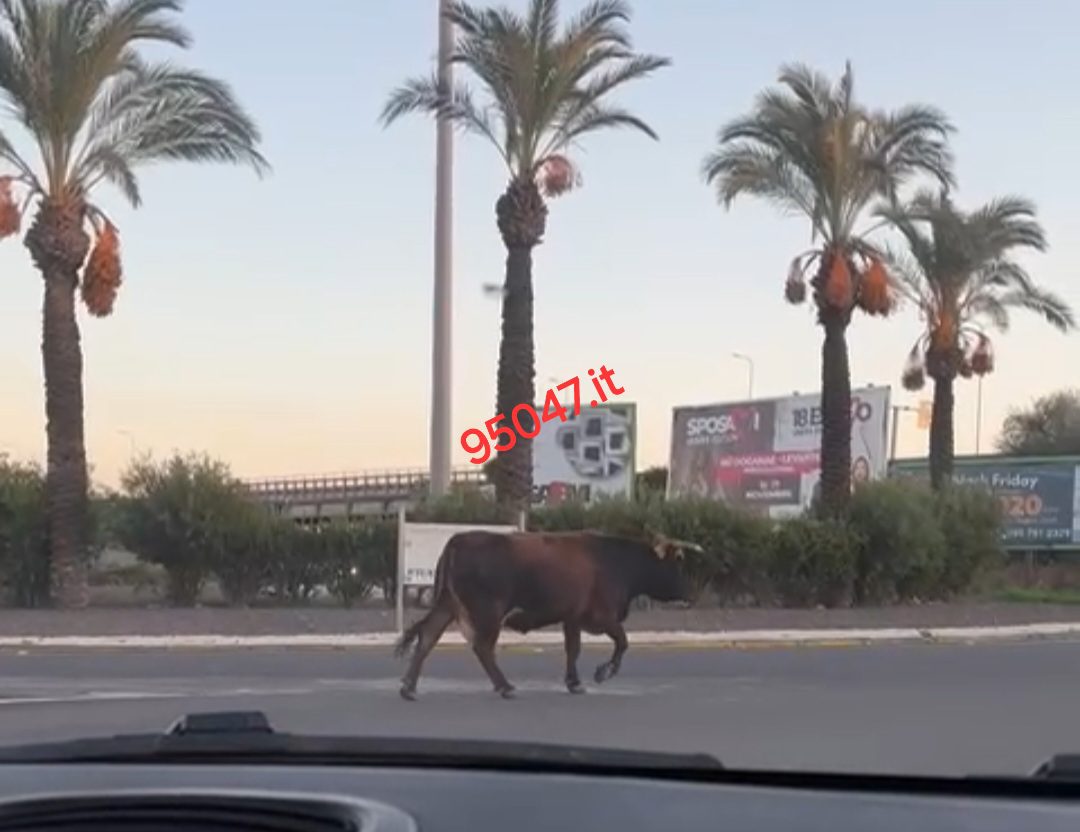 MUCCA A SPASSO NEI PRESSI DELLA ROTONDA DI VALCORRENTE: STUPORE TRA I PASSANTI  (LE FOTO)