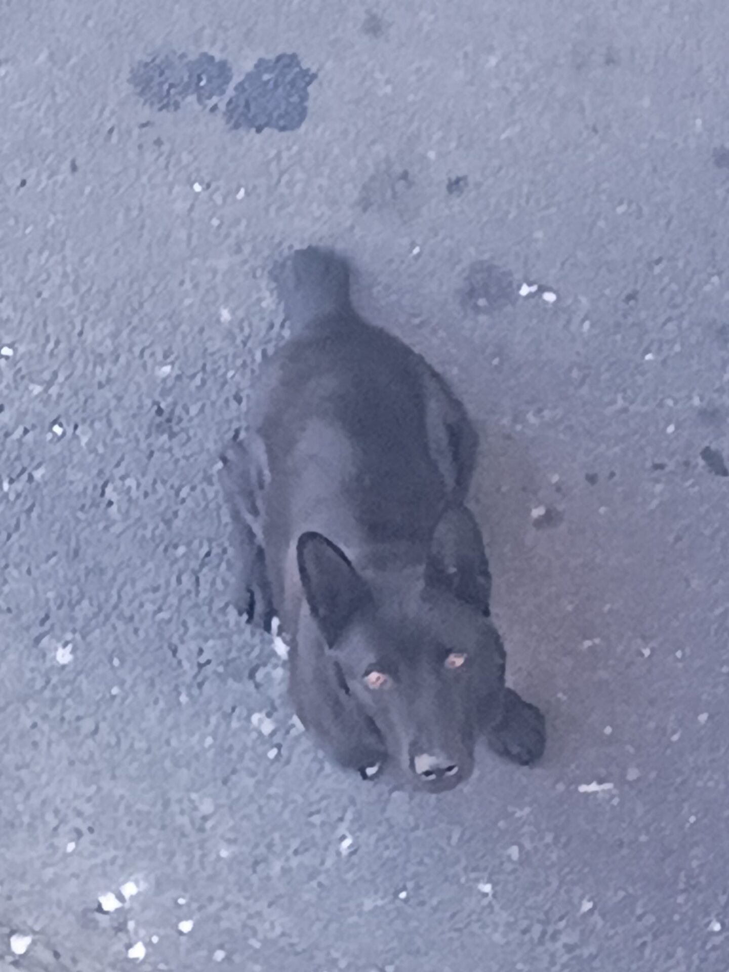 PATERNO'. CAGNOLINO SENZA CODA CERCA AIUTO: AVVISTAMENTI TRA SAN BIAGIO E CORSO SICILIA