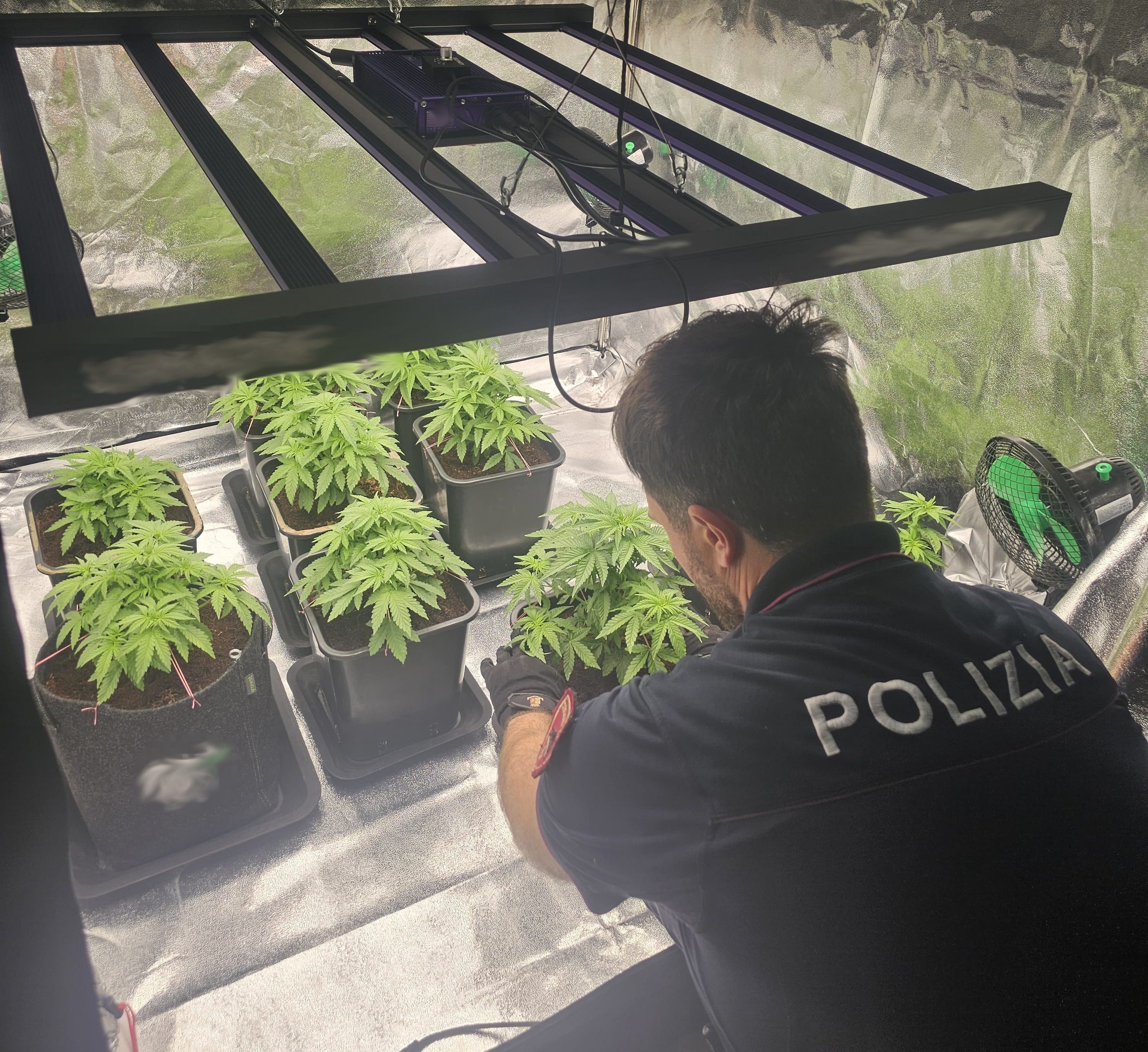 CATANIA. PADRE E FIGLIO ARRESTATI DALLA POLIZIA DI STATO: COLTIVANO LA MARIJUANA IN CASA E LA SPACCIAVANO A DOMICILIO