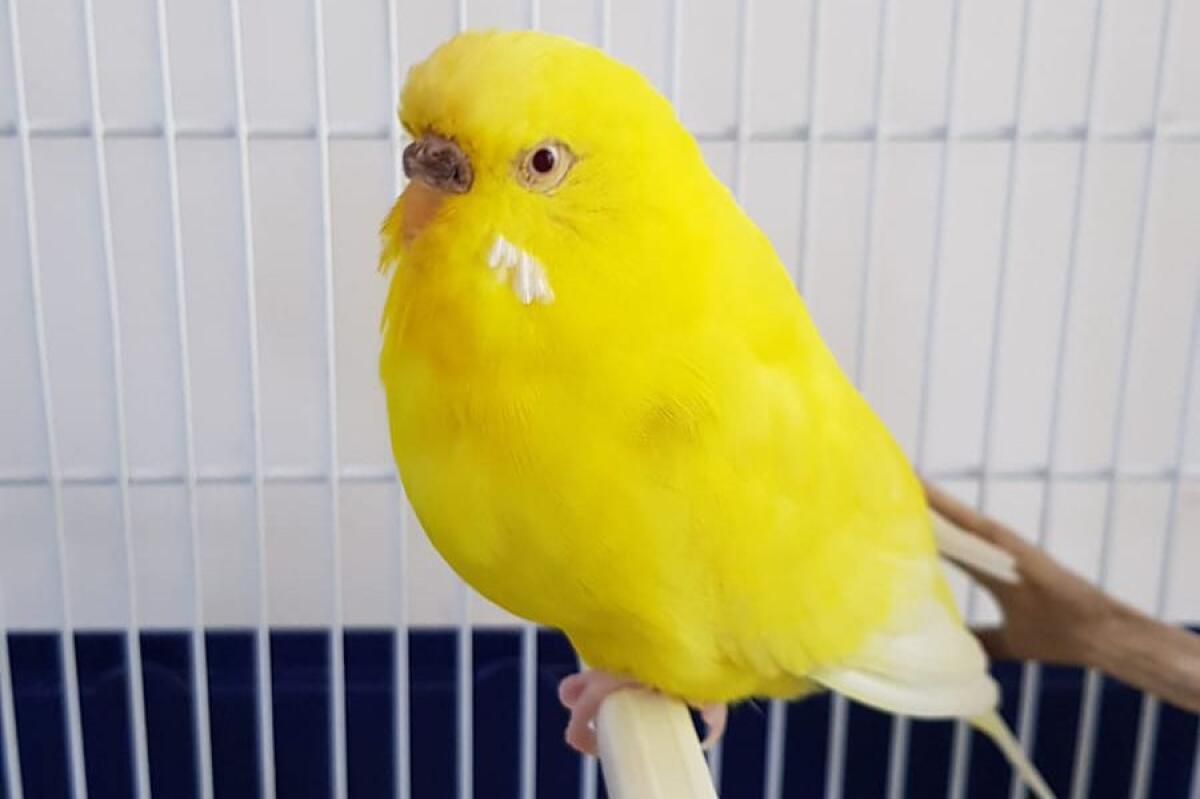 SOS ANIMALI: AIUTATECI A RITROVARE LA NOSTRA LULÙ! - 