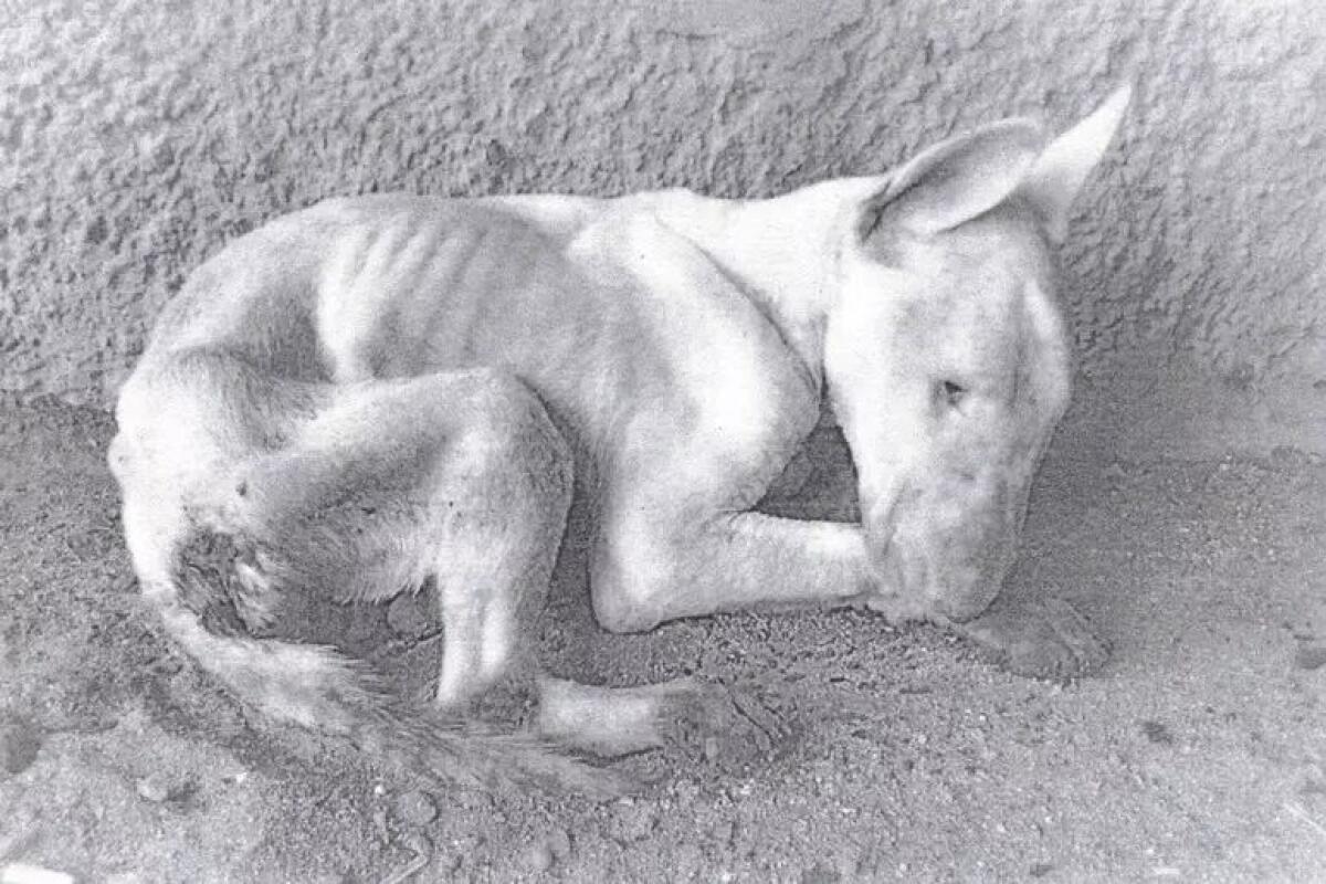 CATANIA, CONDANNATO A SEI MESI IL PADRONE DI GIBBY. UCCISE IL CAGNOLINO CHIUDENDOLO IN GARAGE SENZA ACQUA E SENZA CIBO - 