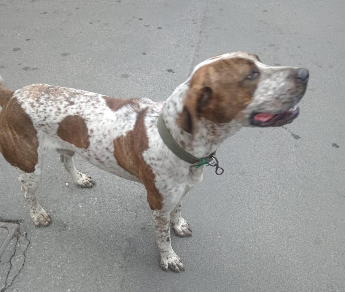 PATERNÒ, CANE SOLITARIO SI AGGIRA IN CITTÀ: I CITTADINI SEGNALANO SPOSTAMENTI TRA DIVERSE VIE - 