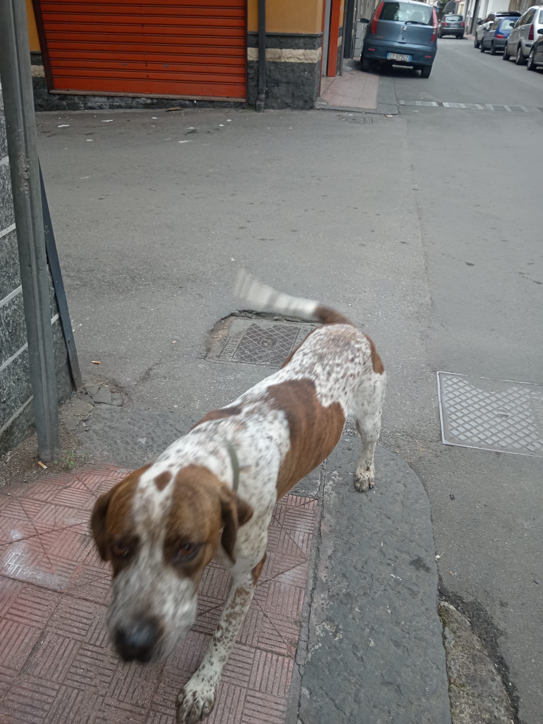 PATERNÒ, CANE SOLITARIO SI AGGIRA IN CITTÀ: I CITTADINI SEGNALANO SPOSTAMENTI TRA DIVERSE VIE