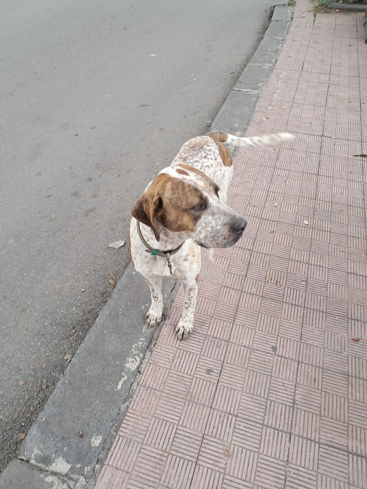 PATERNÒ, CANE SOLITARIO SI AGGIRA IN CITTÀ: I CITTADINI SEGNALANO SPOSTAMENTI TRA DIVERSE VIE