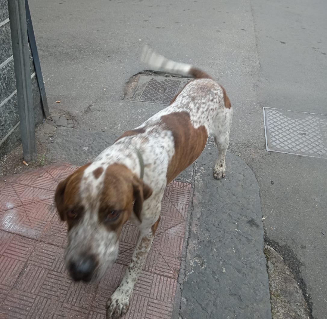 PATERNÒ, CANE SOLITARIO SI AGGIRA IN CITTÀ: I CITTADINI SEGNALANO SPOSTAMENTI TRA DIVERSE VIE