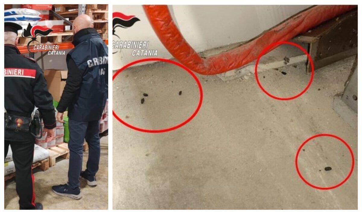 CATANIA, LABORATORIO DOLCIARIO CHIUSO: ESCREMENTI DI RODITORI TRA LE MATERIE PRIME PER GELATI E BRIOCHES - 