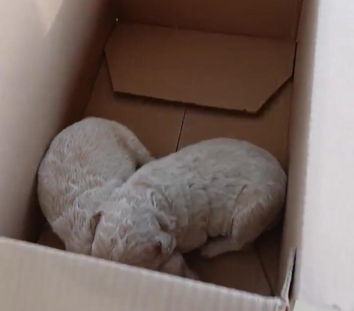 PATERNO'. I CUCCIOLI RITROVATI DA NICOLA DOPO L’ABBANDONO HANNO UNA NUOVA FAMIGLIA - 