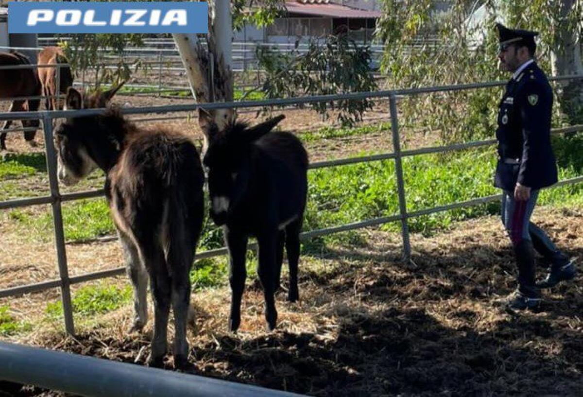 CATANIA. POLIZIA E VETERINARI IN AZIONE: SEQUESTRATI DUE ASINI DESTINATI AL MACELLO - 