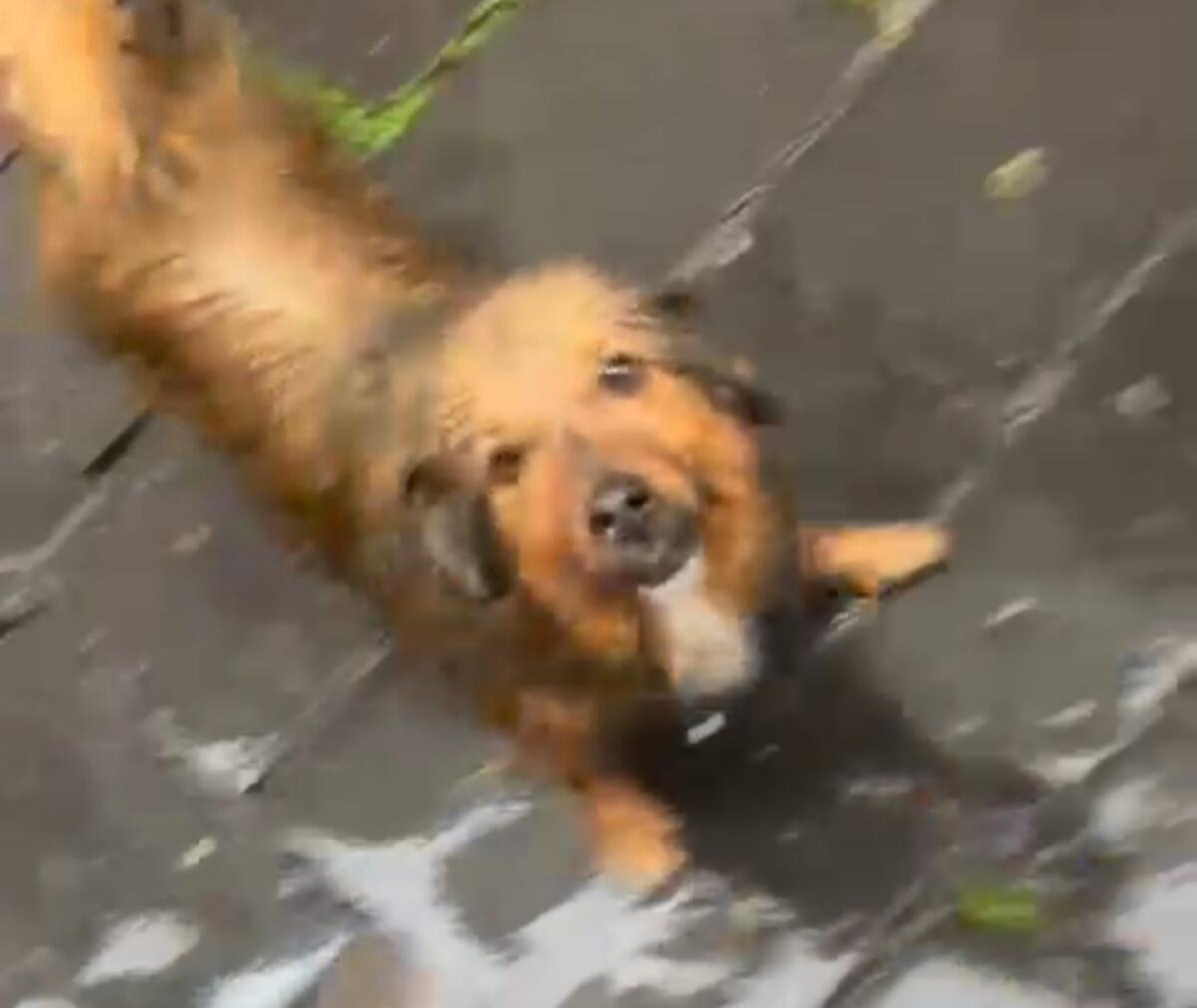 PATERNÒ, CANE SOLITARIO SI AGGIRA IN CITTÀ SOTTO LA PIOGGIA: I CITTADINI SEGNALANO SPOSTAMENTI TRA DIVERSE VIE - 