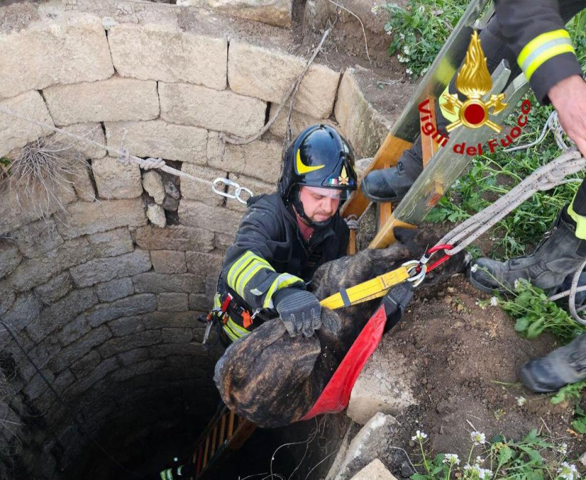 PALAGONIA, CANE CADE IN UN POZZO: SALVATO DAI VIGILI DEL FUOCO - 