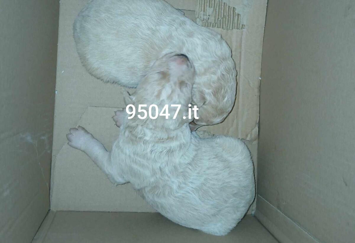 PATERNÒ: CUCCIOLI DI CANE ABBANDONATI TRA I RIFIUTI, NICOLA OPERATORE ECOLOGICO LI SALVA - APPELLO PER CHI PUÒ AIUTARLI - 