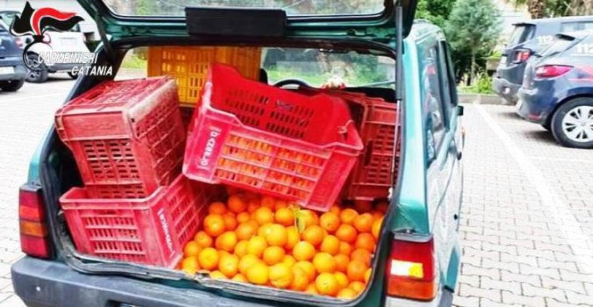 ALLARME FURTI NELLE CAMPAGNE: 1200 CHILI DI ARANCE RUBATI A MILITELLO - 
