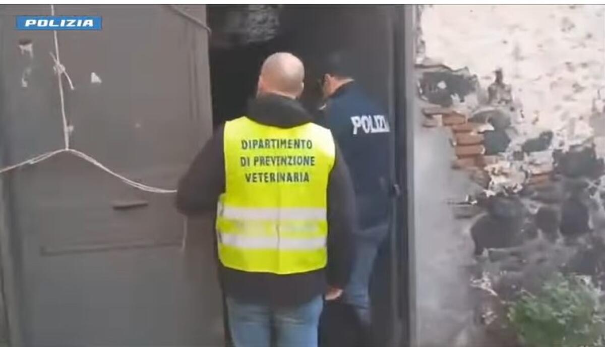 SCOPERTO MACELLO CLANDESTINO A CATANIA: POLIZIA SEQUESTRA CAVALLA E DENUNCIA IL PROPRIETARIO - 