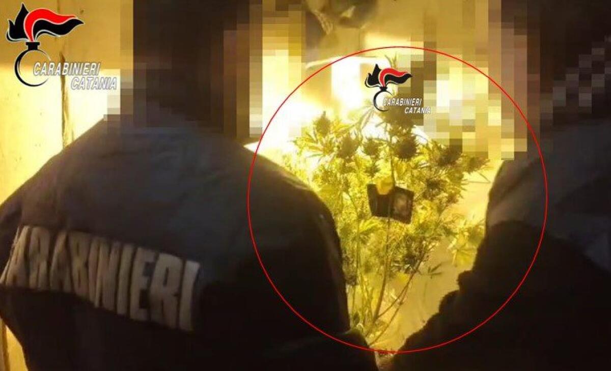 SCOPERTA SERRA DI MARIJUANA IN CASA: ARRESTATO 38ENNE A MASCALUCIA - 