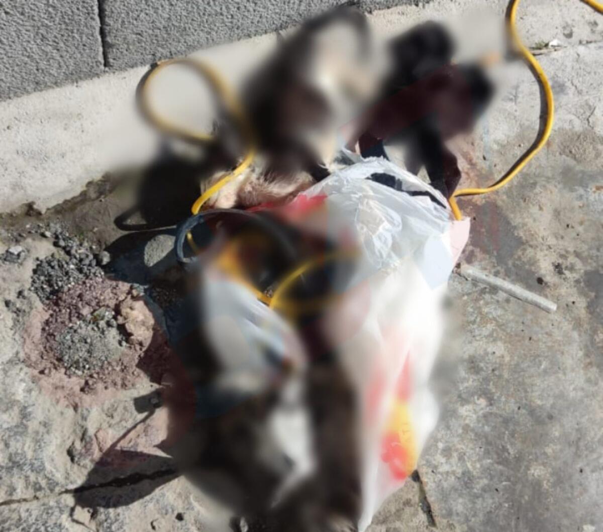 BARBARIE A PATERNÒ: DUE GATTINI MORTI ABBANDONATI IN UN SACCO PER STRADA - 