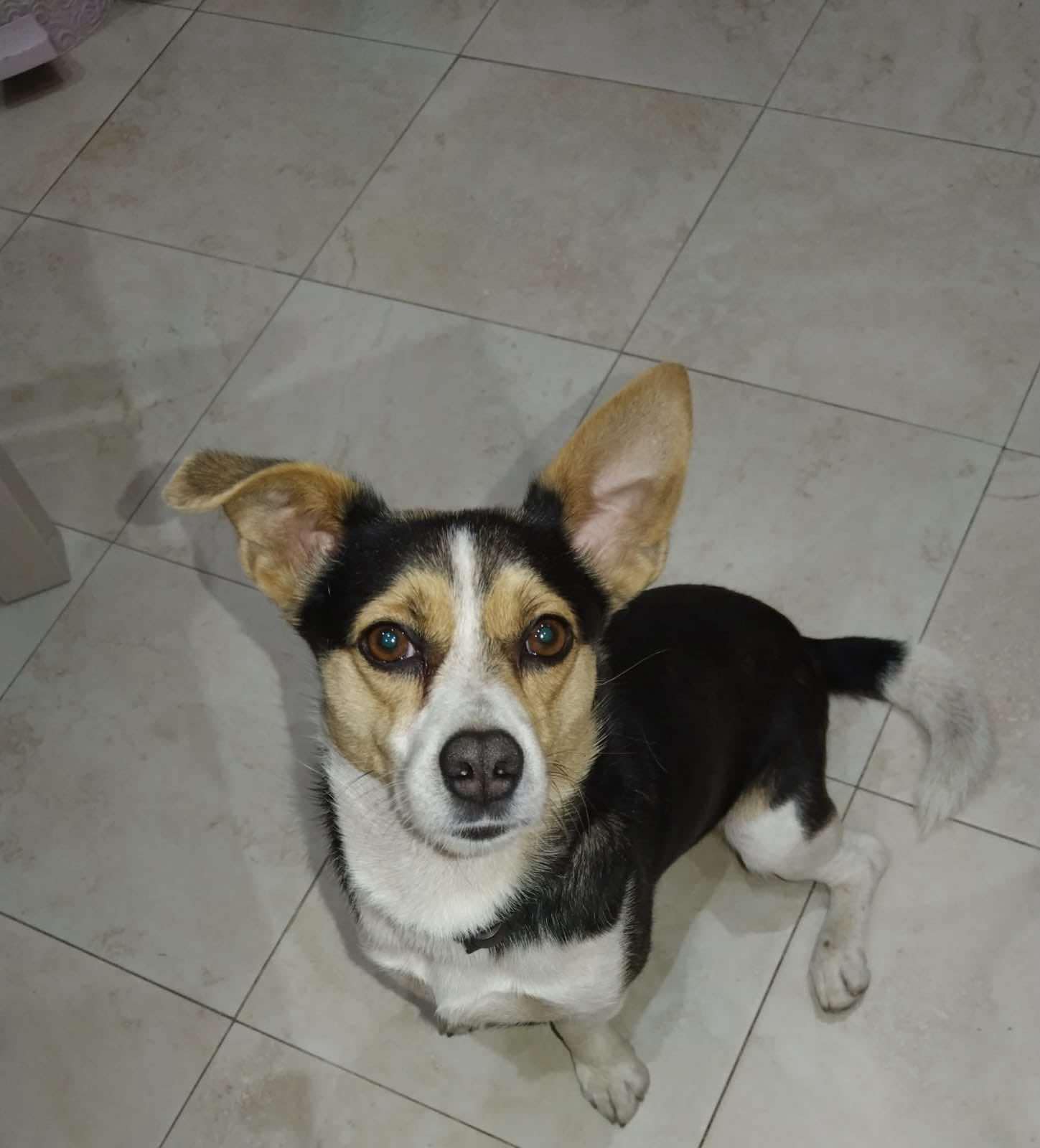 SOS ANIMALI: APPELLO PER RITROVARE TOMMY - OGNI AIUTO È PREZIOSO