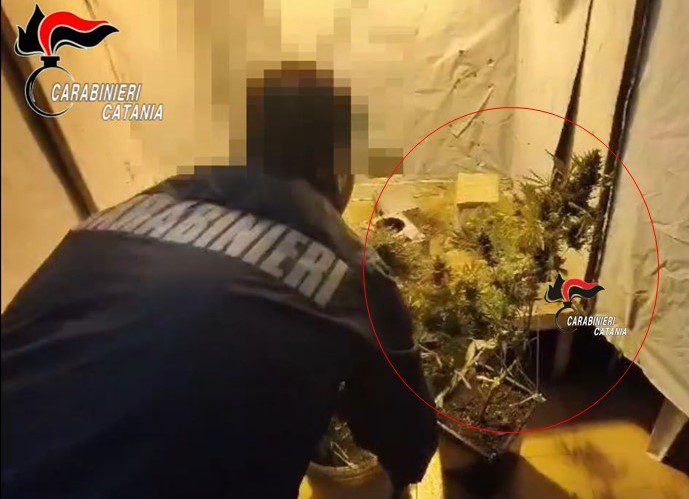 SCOPERTA SERRA DI MARIJUANA IN CASA: ARRESTATO 38ENNE A MASCALUCIA