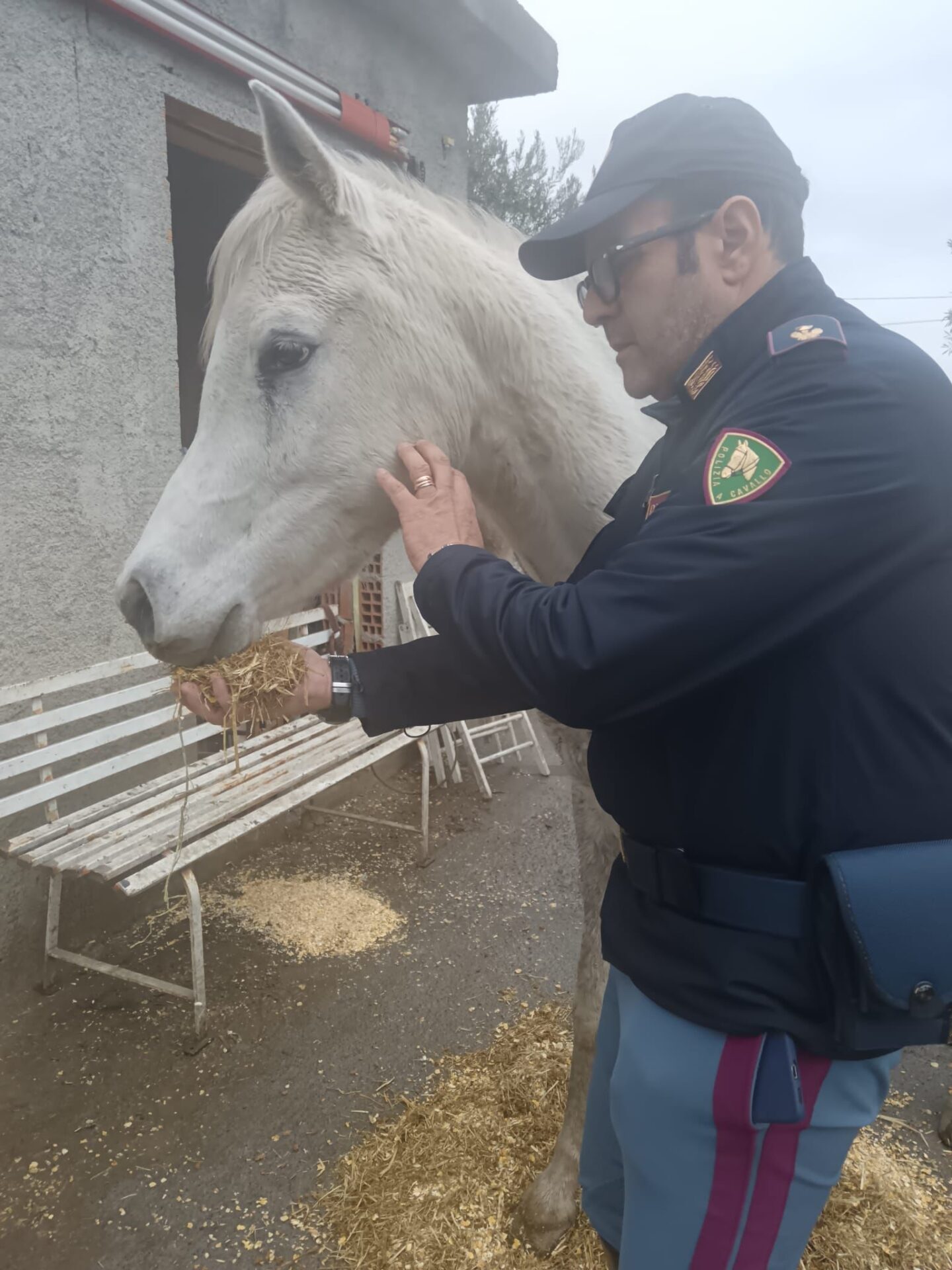 Calatabiano, struttura abusiva sotto sequestro: cavalli malnutriti e sanzioni pesanti