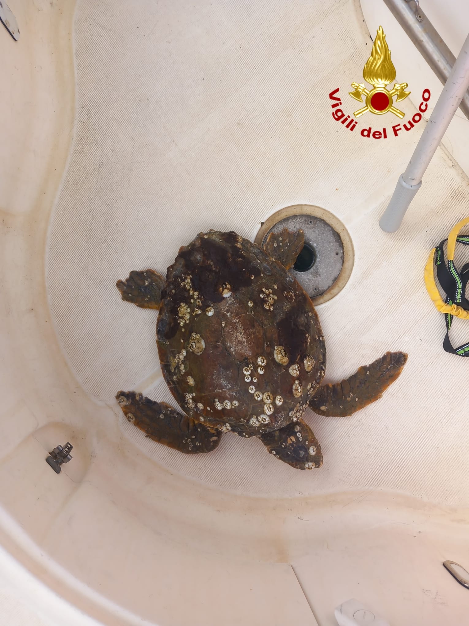 CATANIA, I SOMMOZZATORI DEI VIGILI DEL FUOCO SALVANO UNA TARTARUGA MARINA IN DIFFICOLTÀ