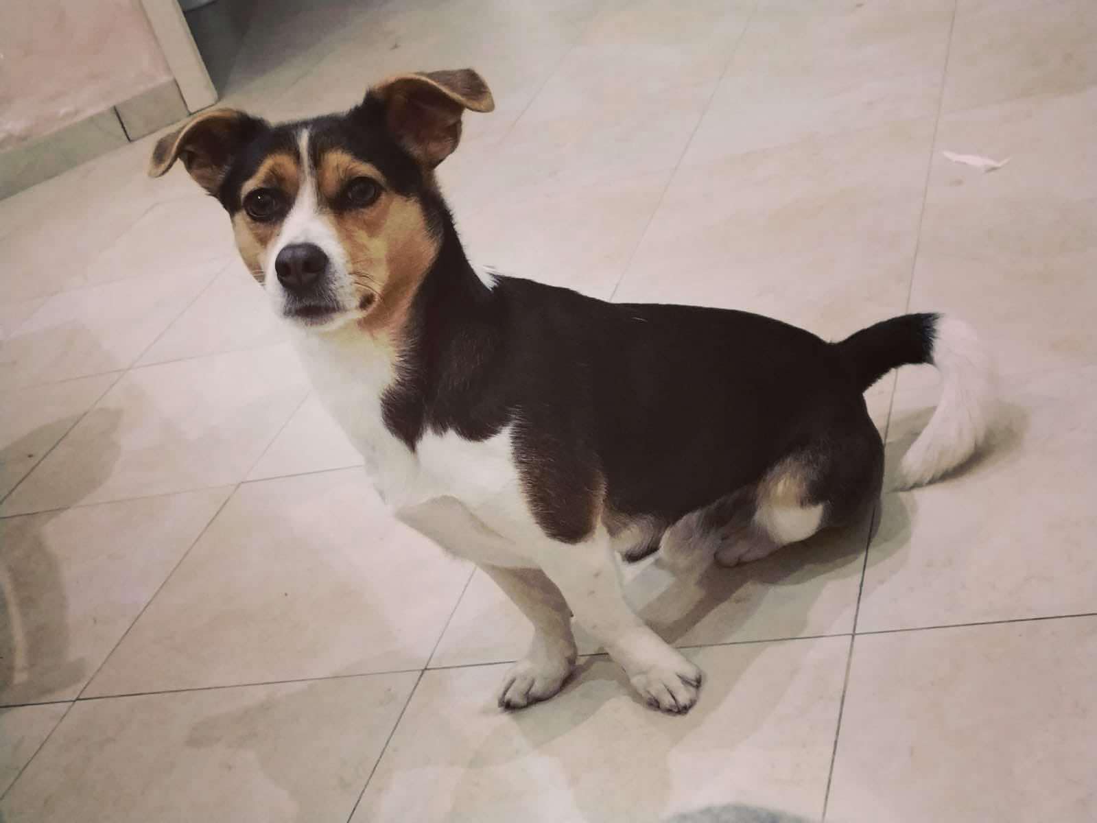 SOS ANIMALI: APPELLO PER RITROVARE TOMMY - OGNI AIUTO È PREZIOSO