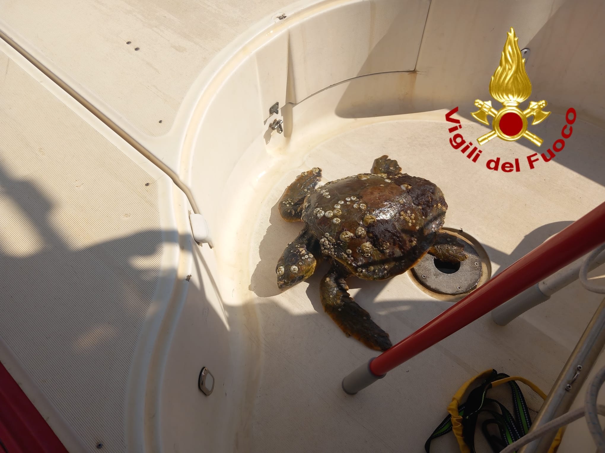 CATANIA, I SOMMOZZATORI DEI VIGILI DEL FUOCO SALVANO UNA TARTARUGA MARINA IN DIFFICOLTÀ