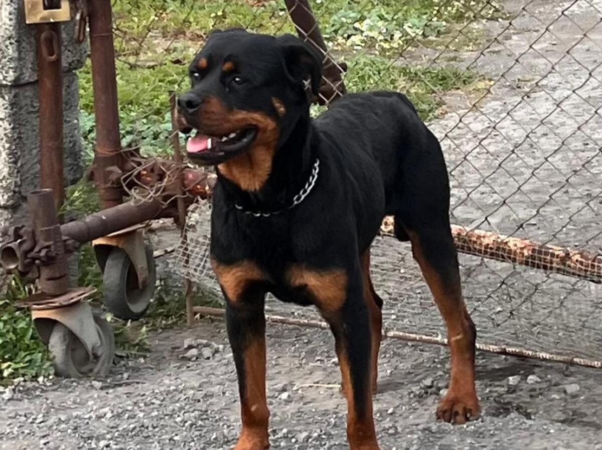 SOS ANIMALI: CUCCIOLO DI ROTTWEILER IN PERICOLO SULLA EX STATALE 121 - 