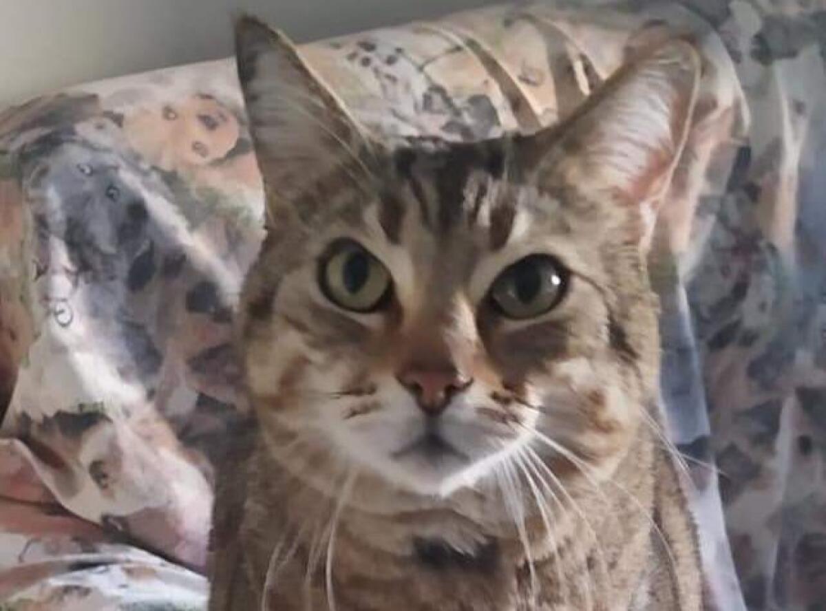 PATERNO'. DISPERATO APPELLO PER TITTY: OFFRESI RICOMPENSA PER IL SUO RITROVAMENTO - 