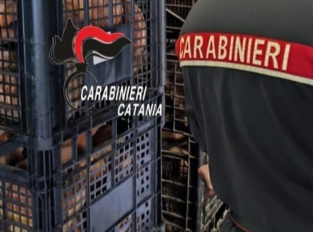 ACI SANT’ANTONIO, PANIFICIO NEI GUAI: ESCREMENTI DI TOPI E CIBO CONTAMINATO, SCATTANO I SIGILLI E UNA MAXI MULTA - 