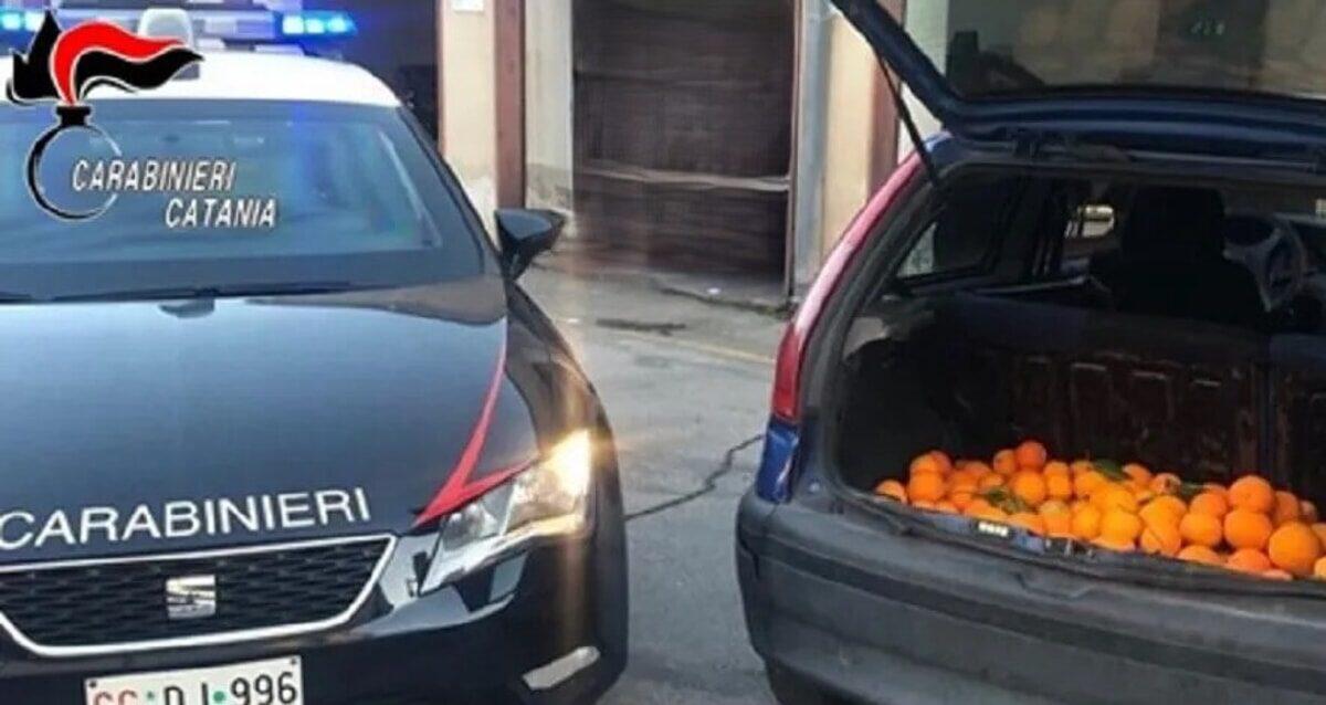 PATERNO'. NASCONDEVA NEL BAGAGLIAIO DELLA SUA AUTO 100 CHILI DI ARANCE RUBATE DA VENDERE: DENUNCIATO 47ENNE - 